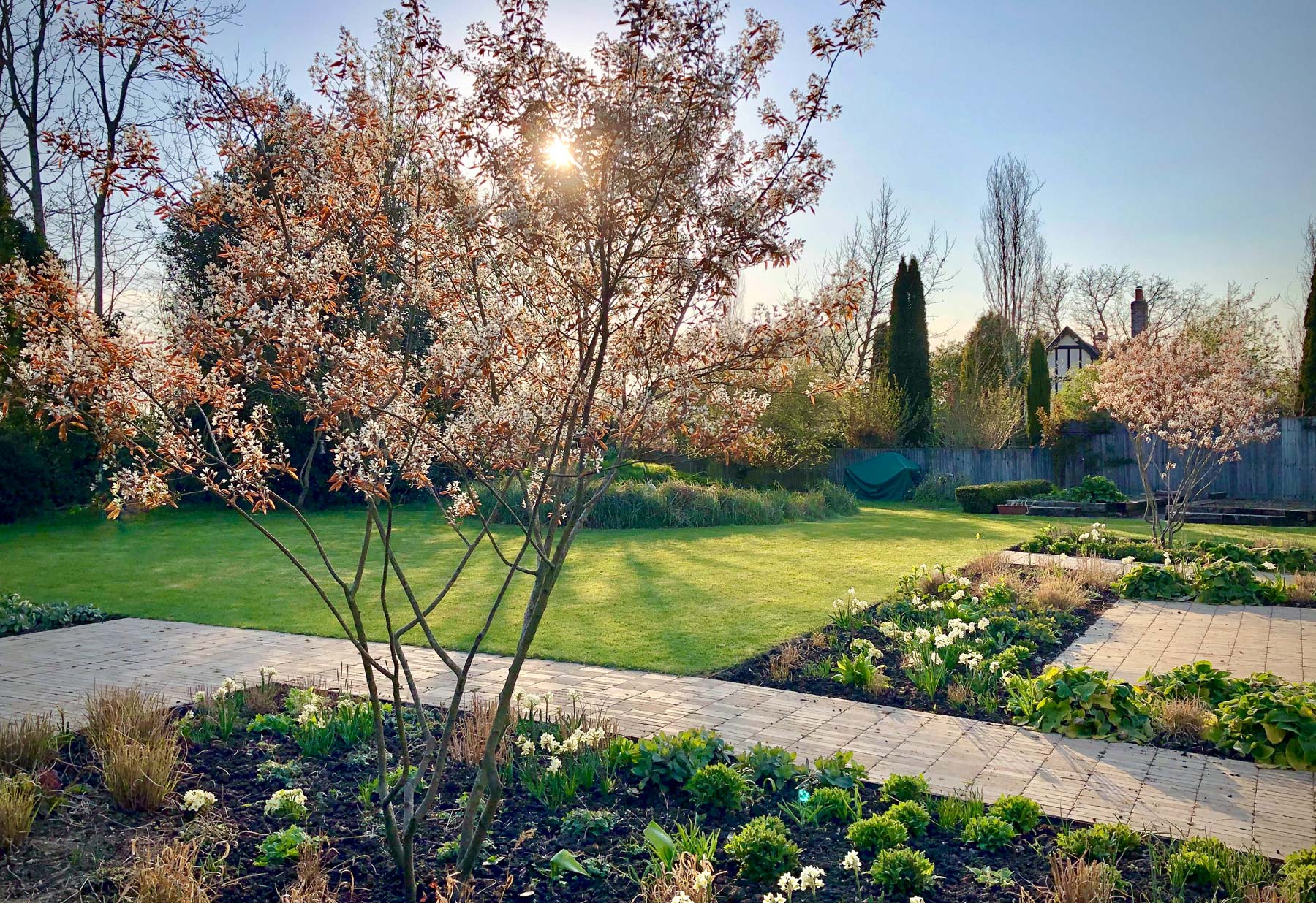 Colm Joseph Gardens Suffolk garden design blossom amelanchier lamarckii multi-stem trees spring bulbs lawn