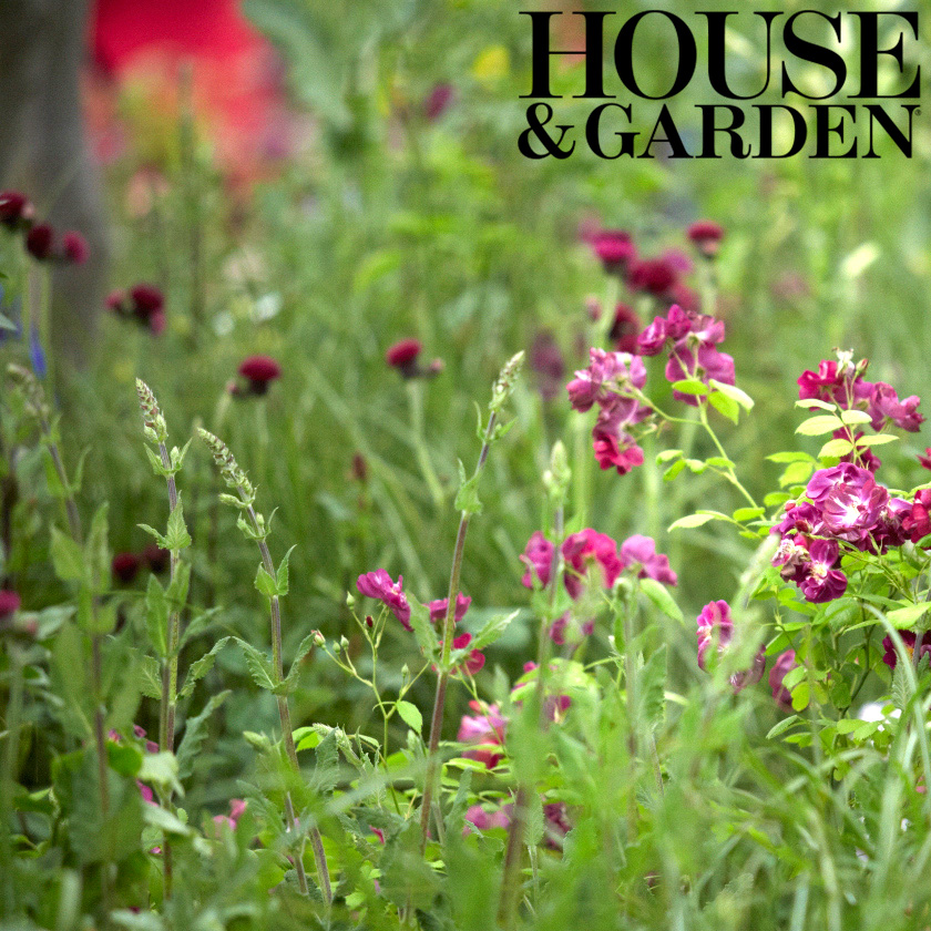 Colm Joseph Gardens - House & Garden RHS Chelsea rose meadow