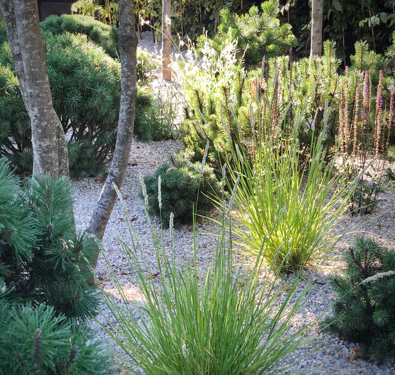 Colm Joseph Gardens planting design detail dwarf pines sesleria salvia gaura hornbeam mulit stem tree.