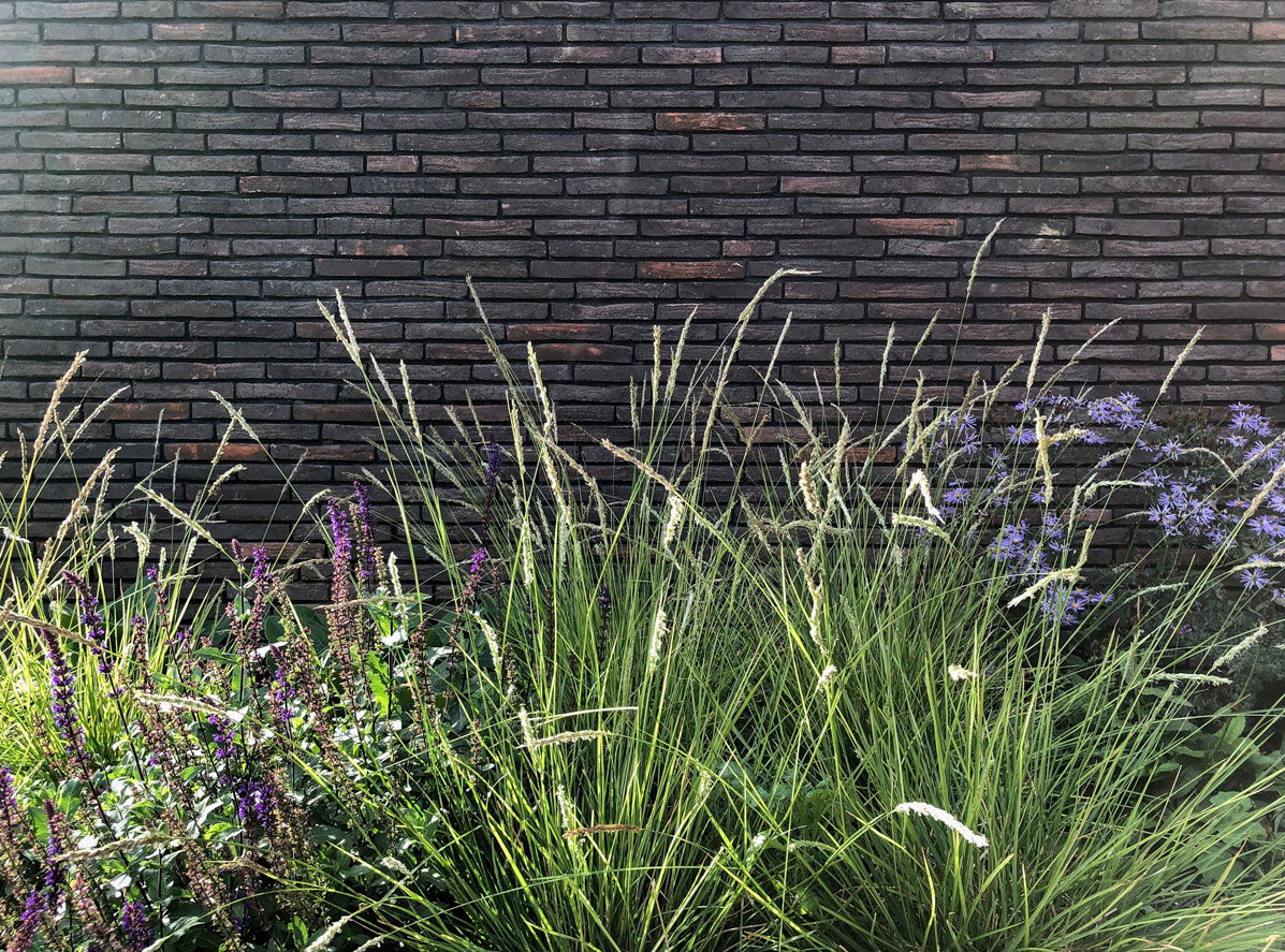 Colm Joseph garden designer Cambridgeshire Vande Moortel brick wall naturalistic perennial planting design sesleria ornamental grass salvia aster