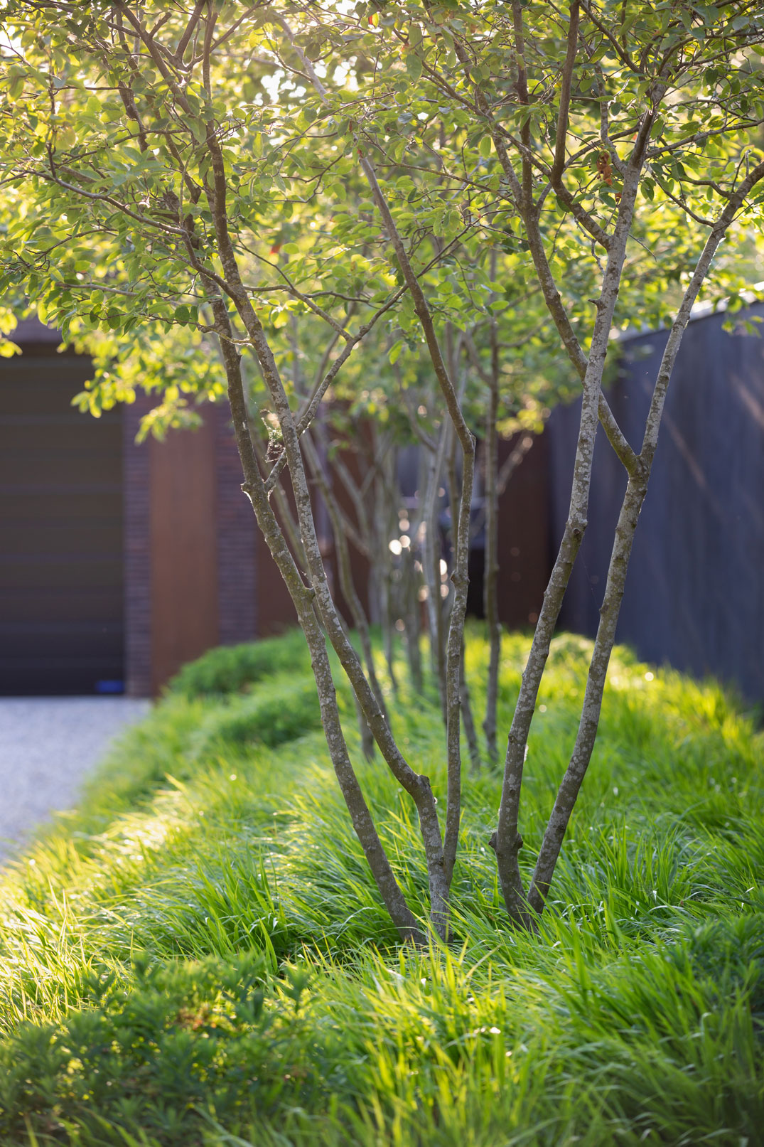 Colm Joseph garden designer cambridgeshire amelanchier lamarckii hakonechloa macra minimalist landscape design gravel drive corten steel screens - Photo by Richard Bloom