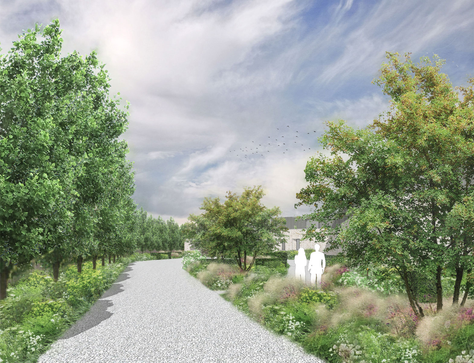Colm Joseph Gardens - modern cambridgeshire landscape driveway approach trees perennial planting.