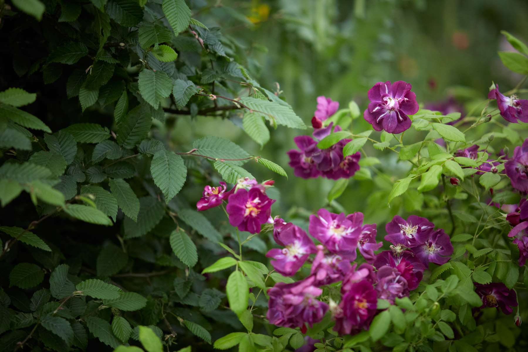 Colm Joseph Gardens - RHS Chelsea Flower Show carpinus betulus Rosa 'Purple Skyliner'
