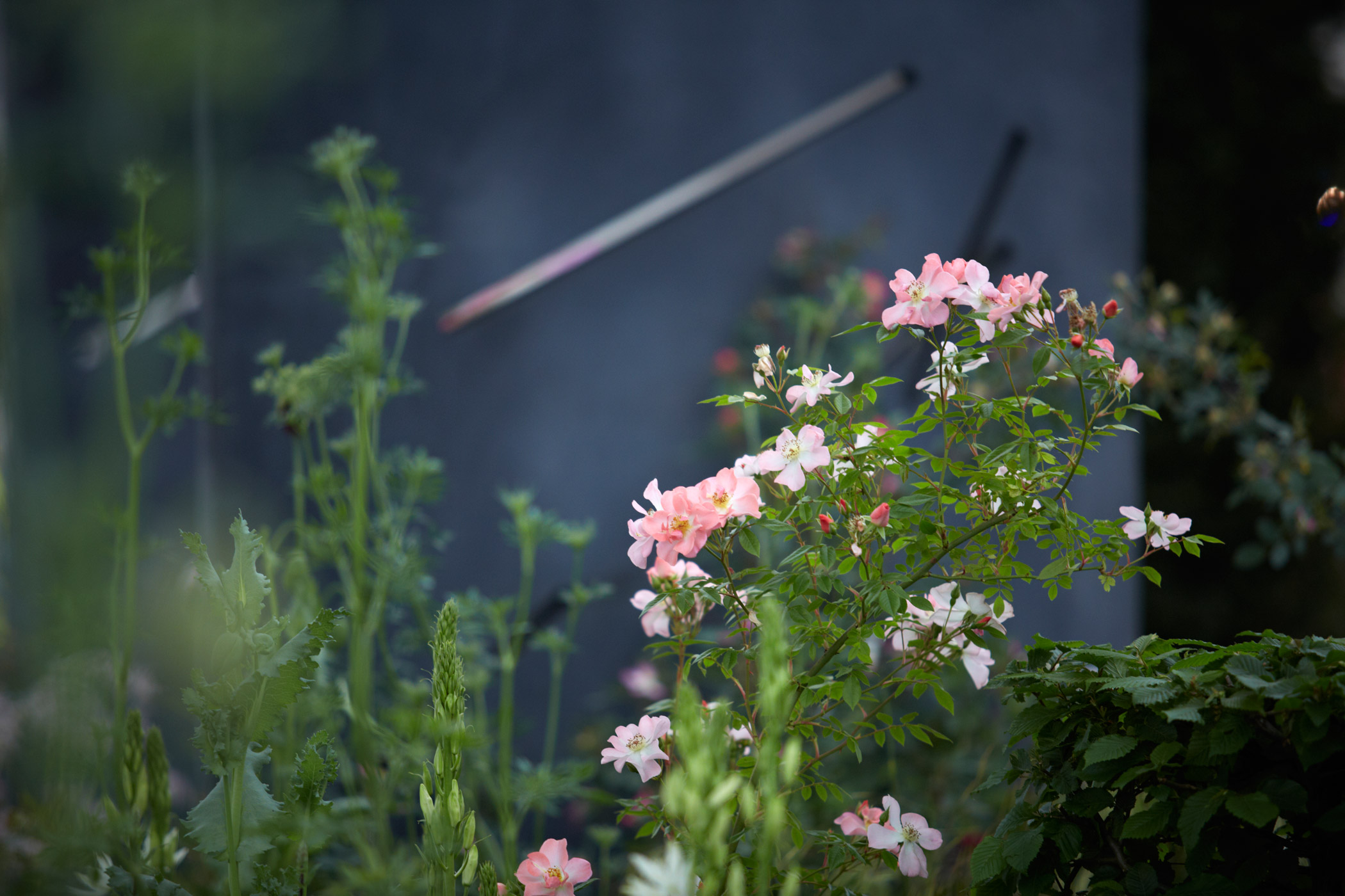 Colm Joseph Gardens   RHS Chelsea Flower Show meadow rosa open arms