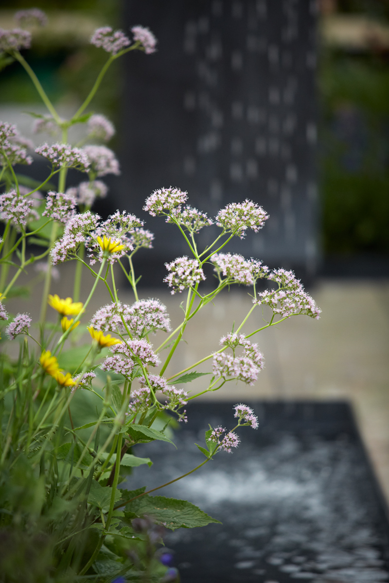 Colm Joseph Gardens - RHS Chelsea Flower Show modern water feature Valeriana pyrenaica
