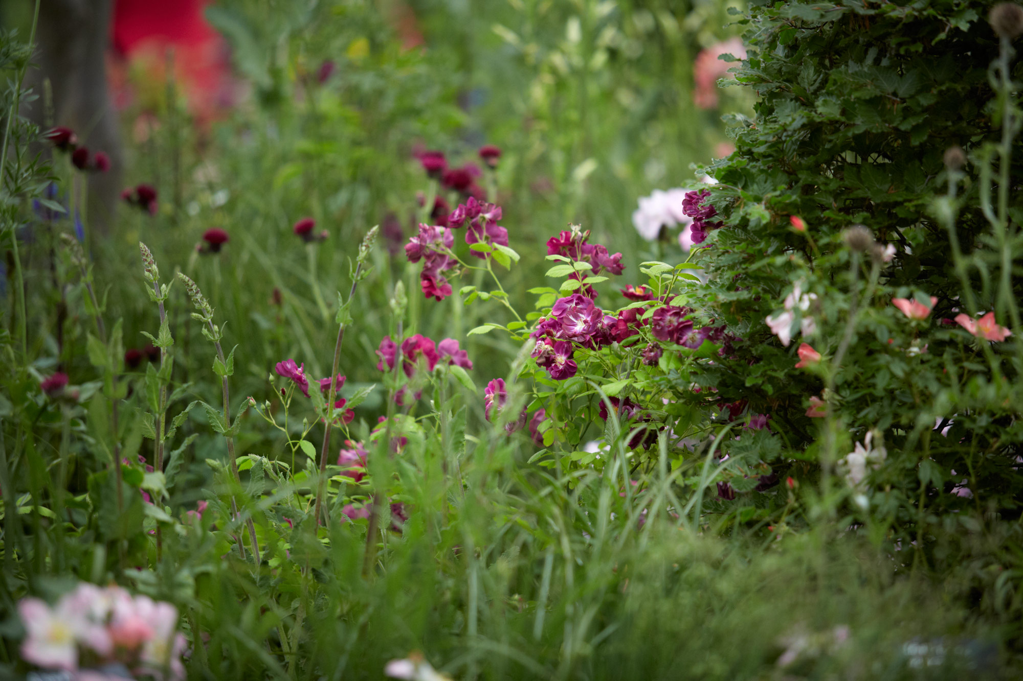 Colm Joseph Gardens   RHS Chelsea Flower Show rose meadow planting design   Photo credit Britt Willoughby Dyer