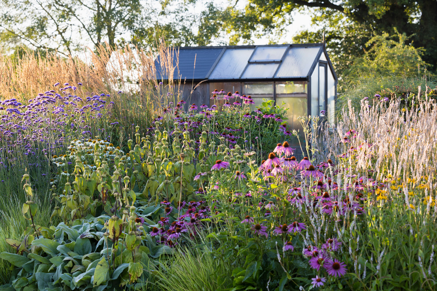 Colm Joseph suffolk country garden echinacea magnus persicaria alba verbena calamagrostis greenhouse