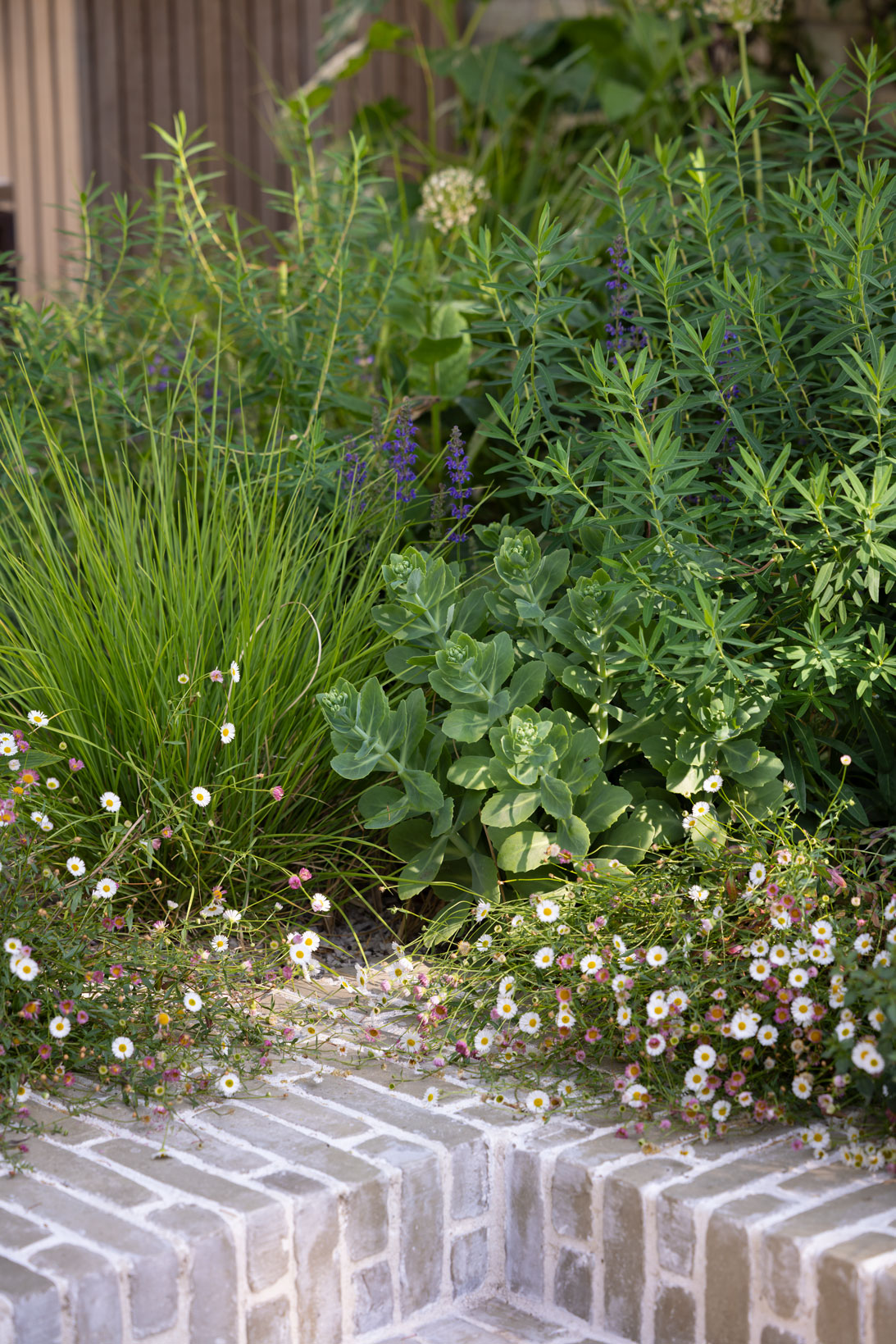 Colm Joseph Cambridge courtyard garden design clay paver step naturalistic planting