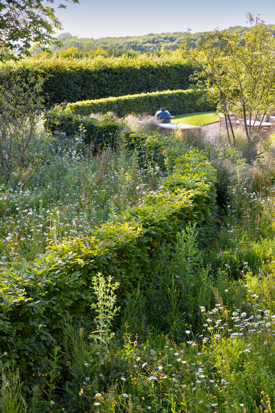 Colm Joseph Cambridgeshire country garden curved hornbeam hedging wildflower meadow multi-stem malus trees