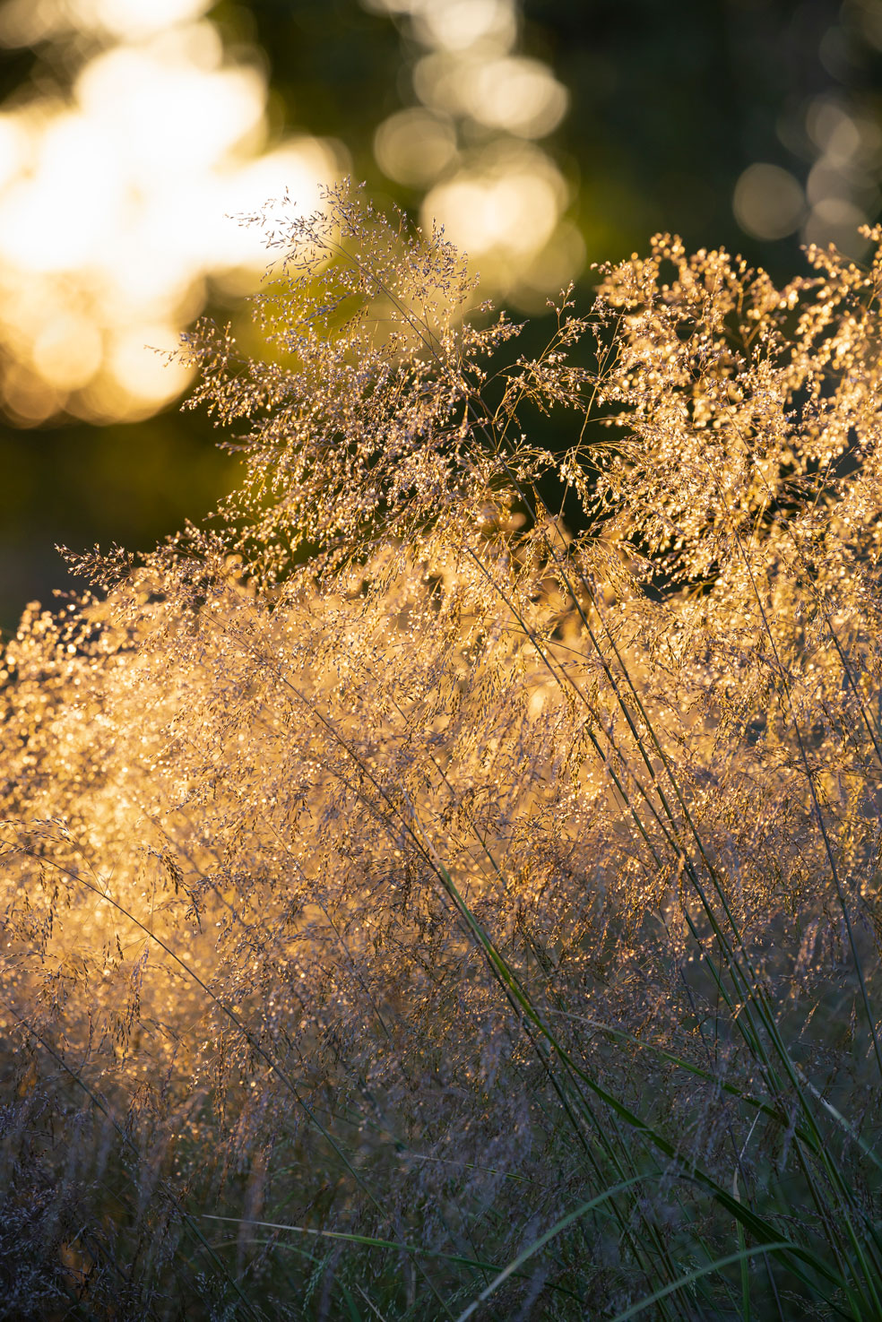 Colm Joseph Cambridgeshire country garden deschampsia cespitosa goldtau evening light planting design details