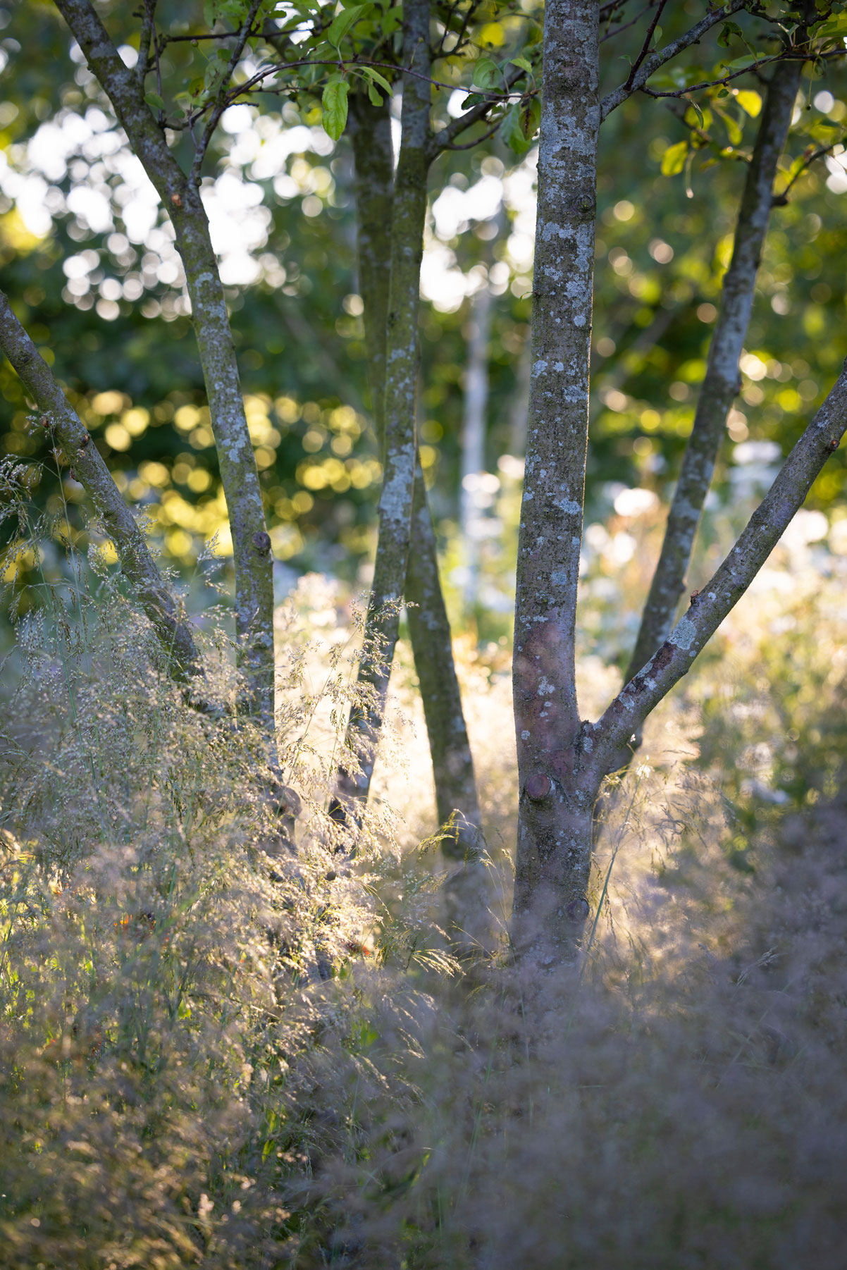 Colm Joseph Cambridgeshire country garden deschampsia cespitosa goldtau malus red jewel multi-stem tree morning light planting design details