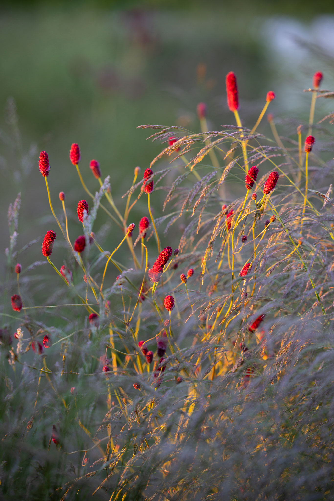 Colm Joseph Cambridgeshire country garden deschampsia cespitosa goldtau sanguisorba officinalis red thunder planting design details