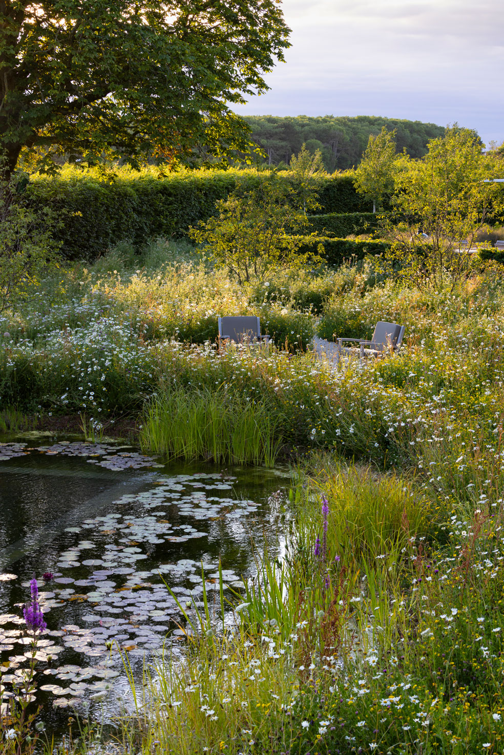 Colm Joseph Cambridgeshire country garden home natural swimming pond water lilies wildflower meadow hornbeam hedging seating area multi-stem malus trees