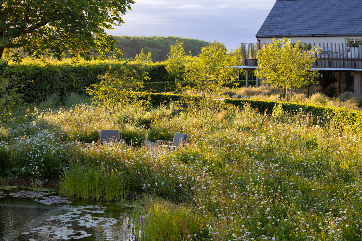 Colm Joseph Cambridgeshire country garden home natural swimming pond wildflower meadow hornbeam hedging seating area multi-stem malus trees