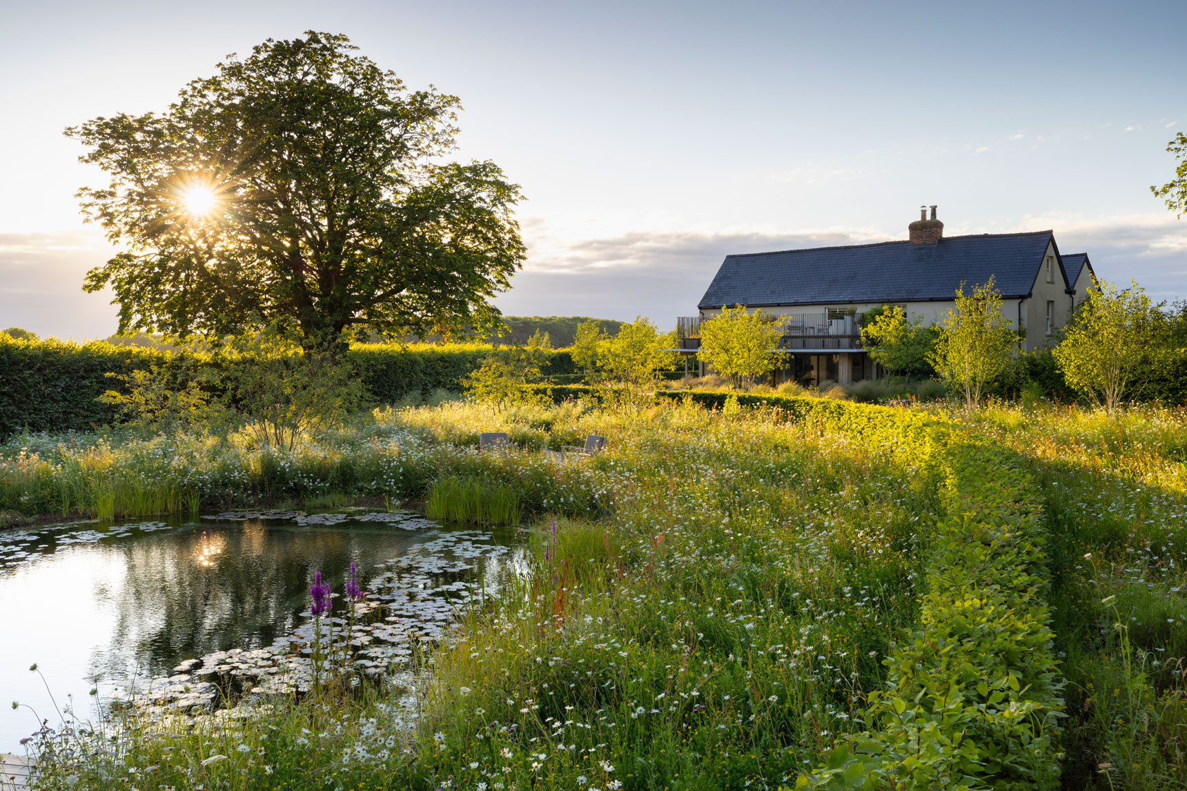 Colm Joseph Cambridgeshire country garden house natural swimming pond wildflower meadow curved hornbeam hedging evening llight chestnut tree