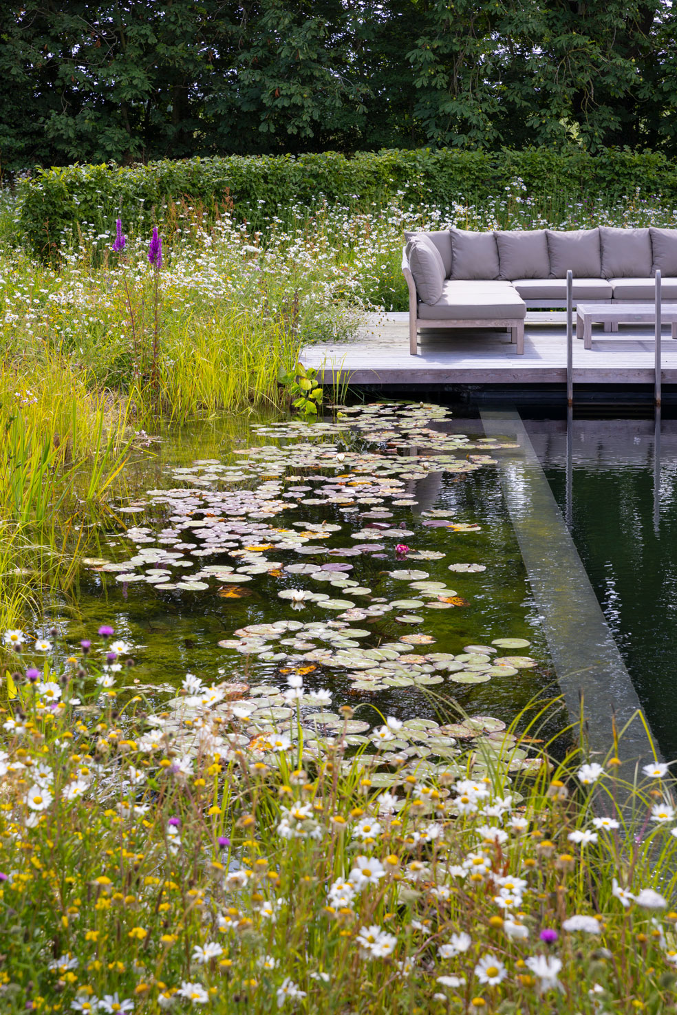 Colm Joseph Cambridgeshire country garden natural swimming pond marginal planting water lilies wildflowers timber deck garden seating furniture