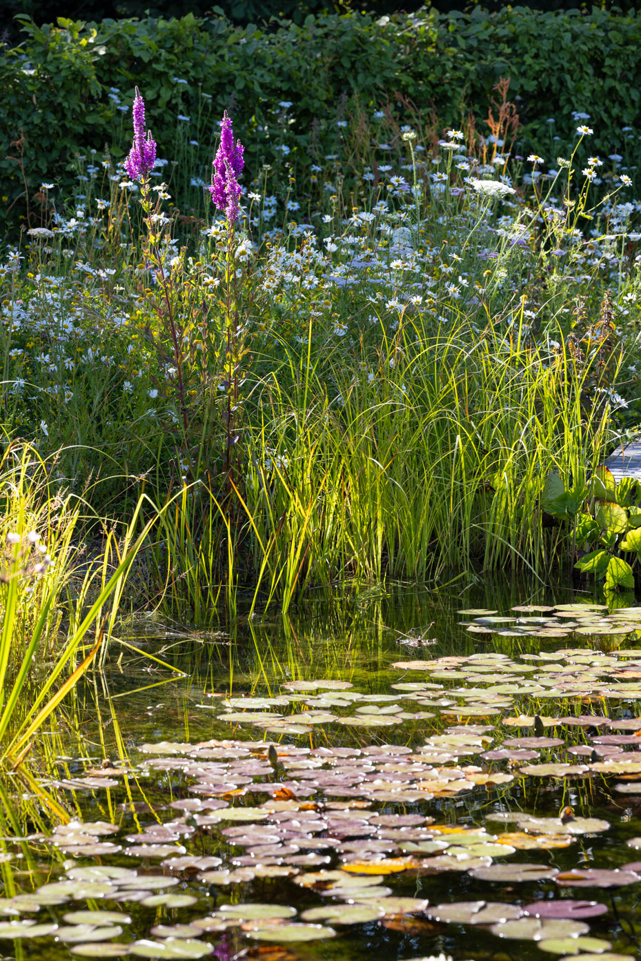 Colm Joseph Cambridgeshire country garden natural swimming pond marginal planting water lilies wildflowers