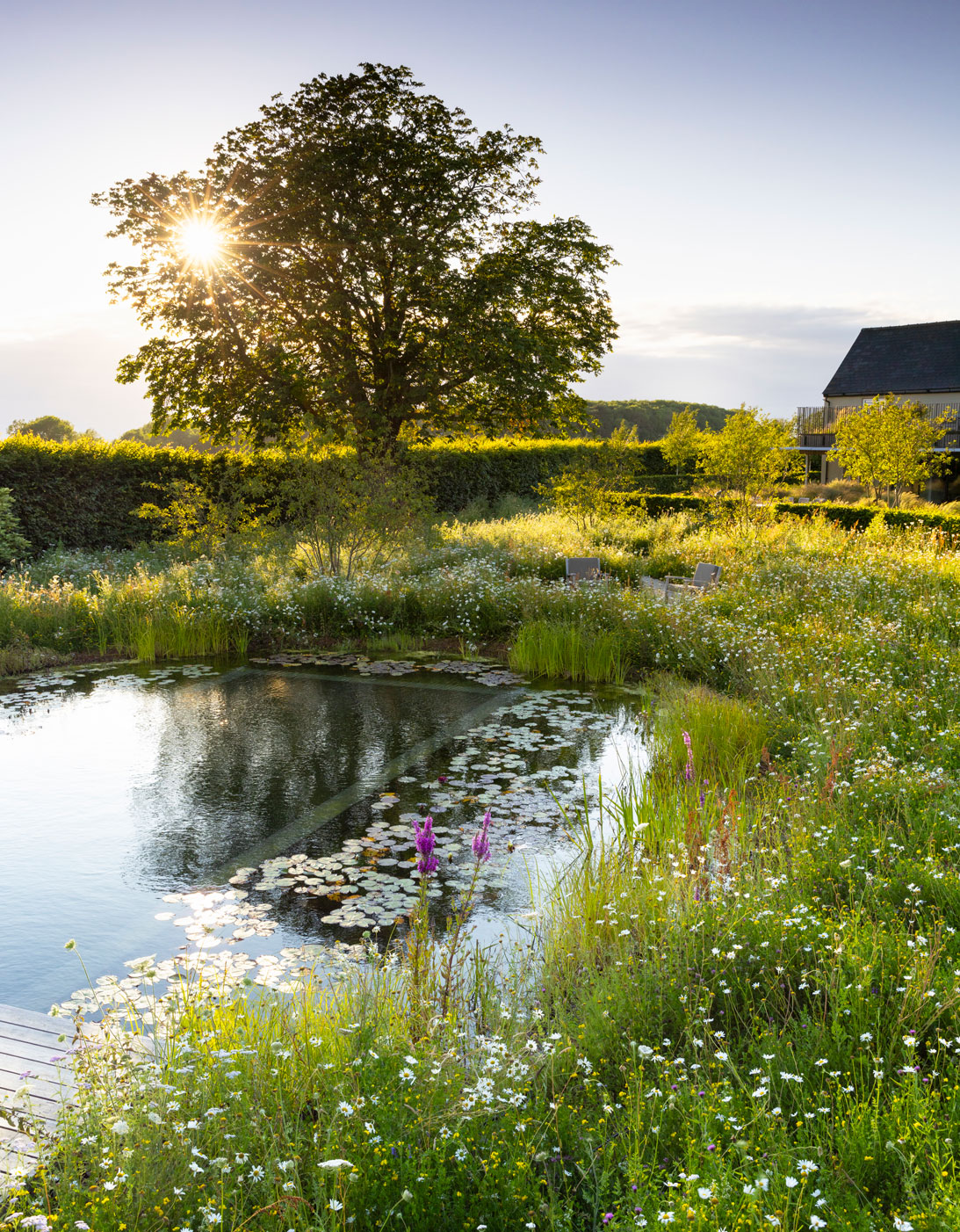 Colm Joseph Cambridgeshire country garden natural swimming pond wildflower meadow water lilies evening light horse chestnut tree