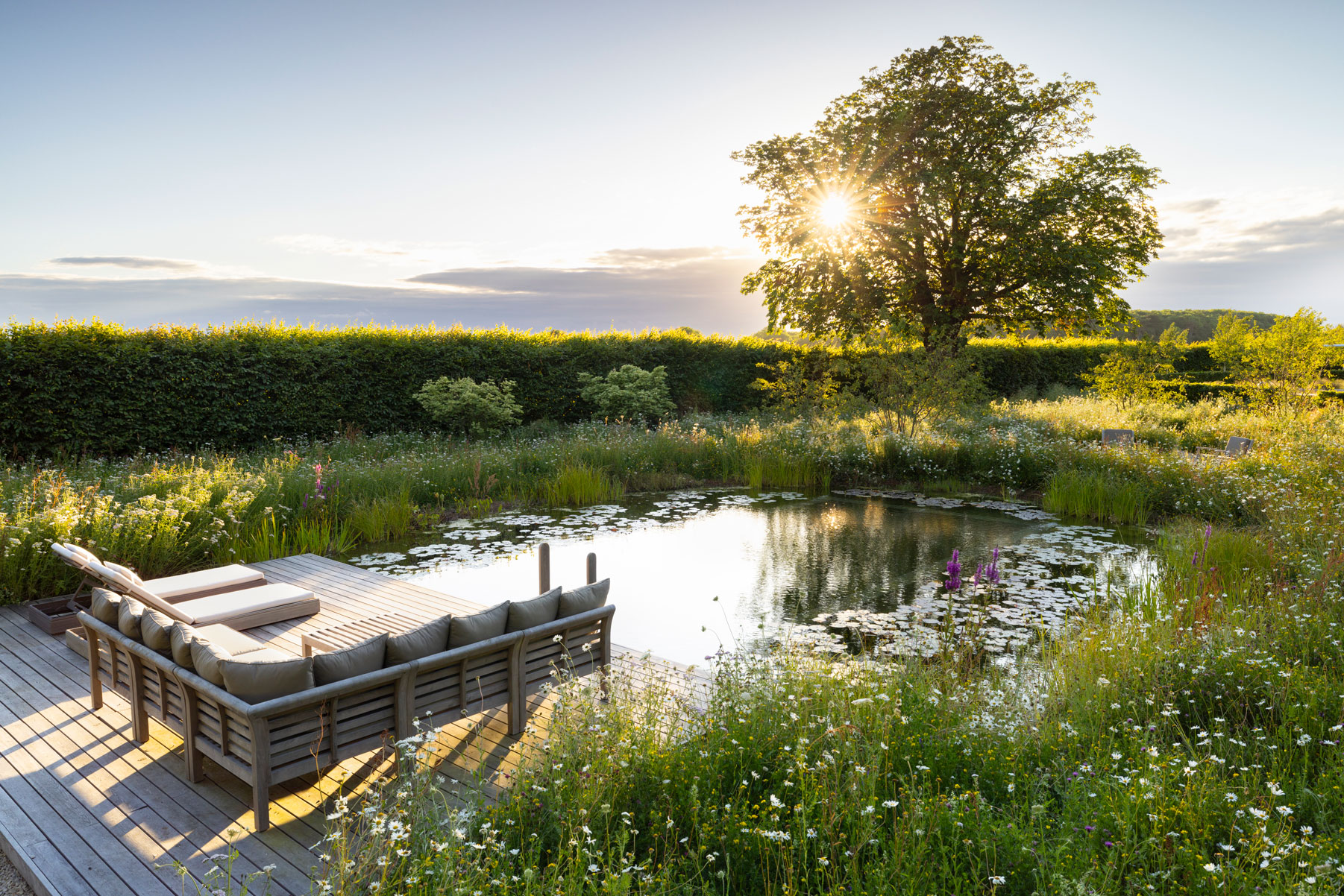 Colm Joseph Cambridgeshire country garden natural swimming pond wildflower meadow timber deck garden sofa loungers evening light horse chestnut tree