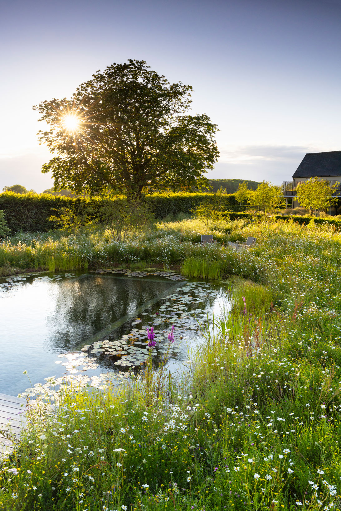 Colm Joseph Cambridgeshire country garden natural swimming pond wildflower meadow water lilies evening light horse chestnut tree