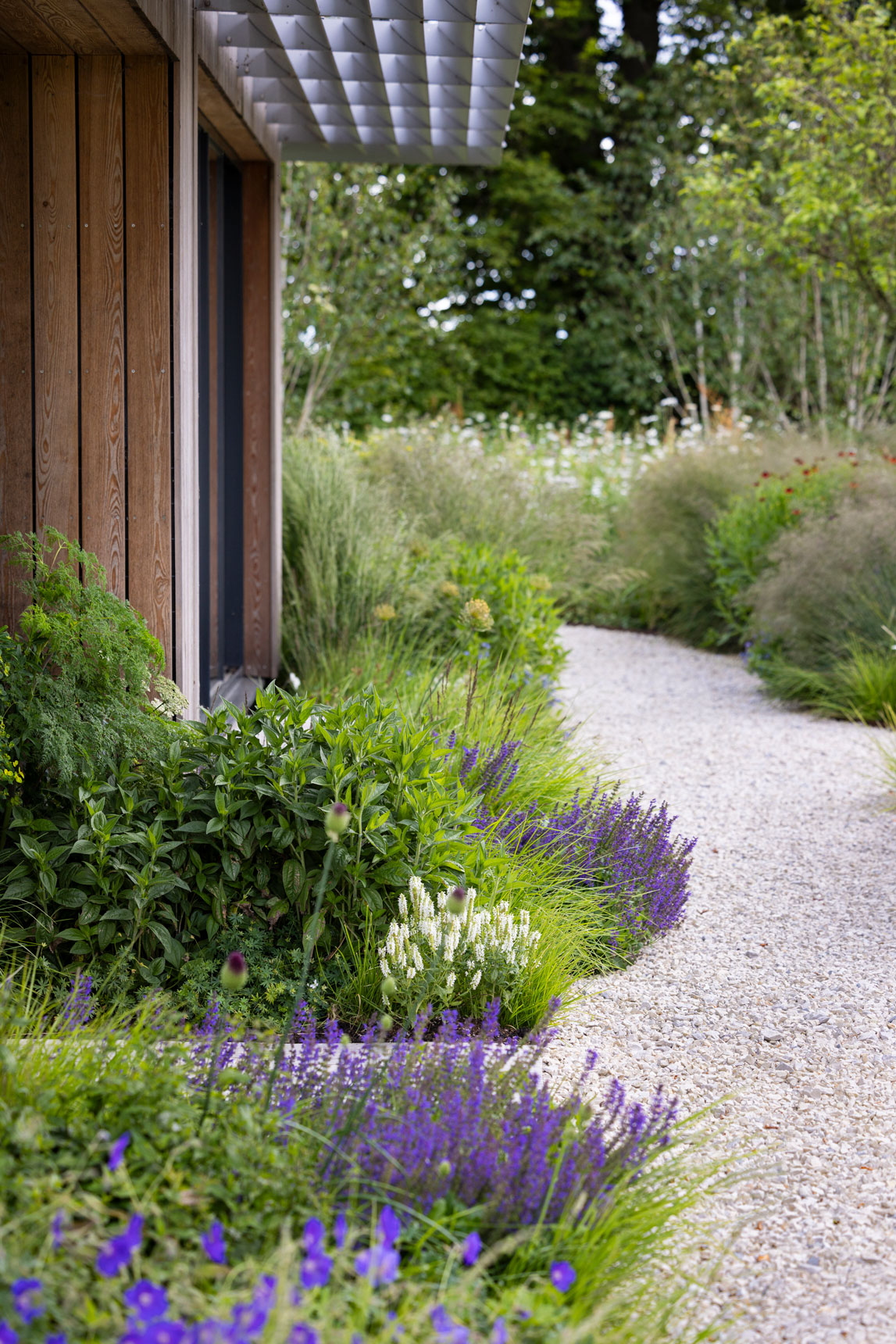 Colm Joseph Cambridgeshire country garden naturalistic planting design limestone gravel path modern home geranium salvia sesleria deschampsia