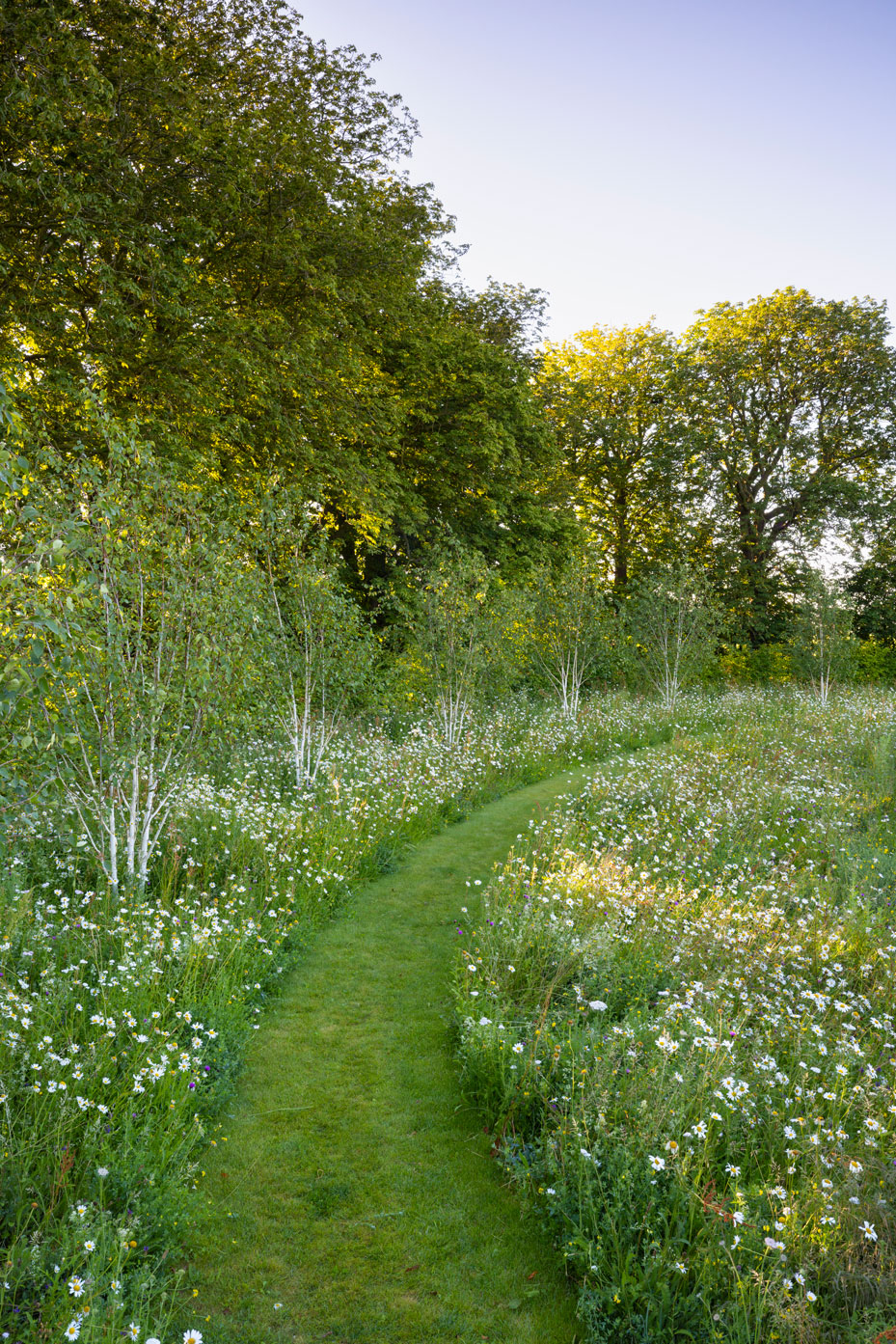 Colm Joseph Cambridgeshire country garden wildflower meadow curved mown path multi-stem birch trees