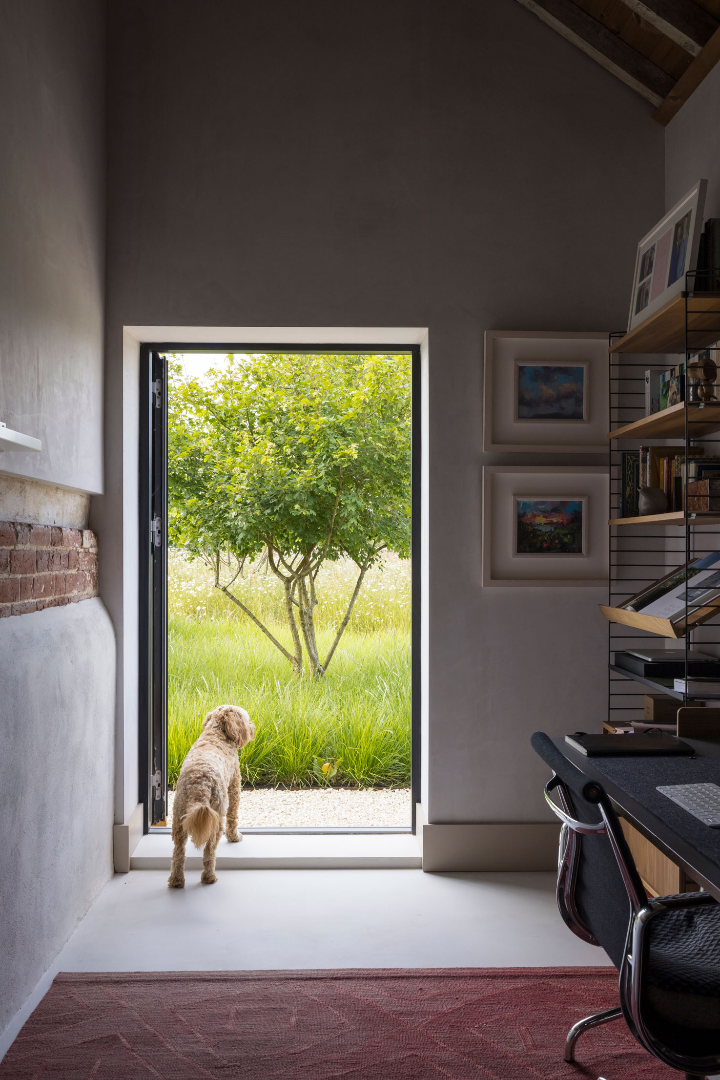 Colm Joseph suffolk garden design converted barn modern home multi-stem acer campestre minimalist beech hedges ornamental grass planting sesleria dog garden view