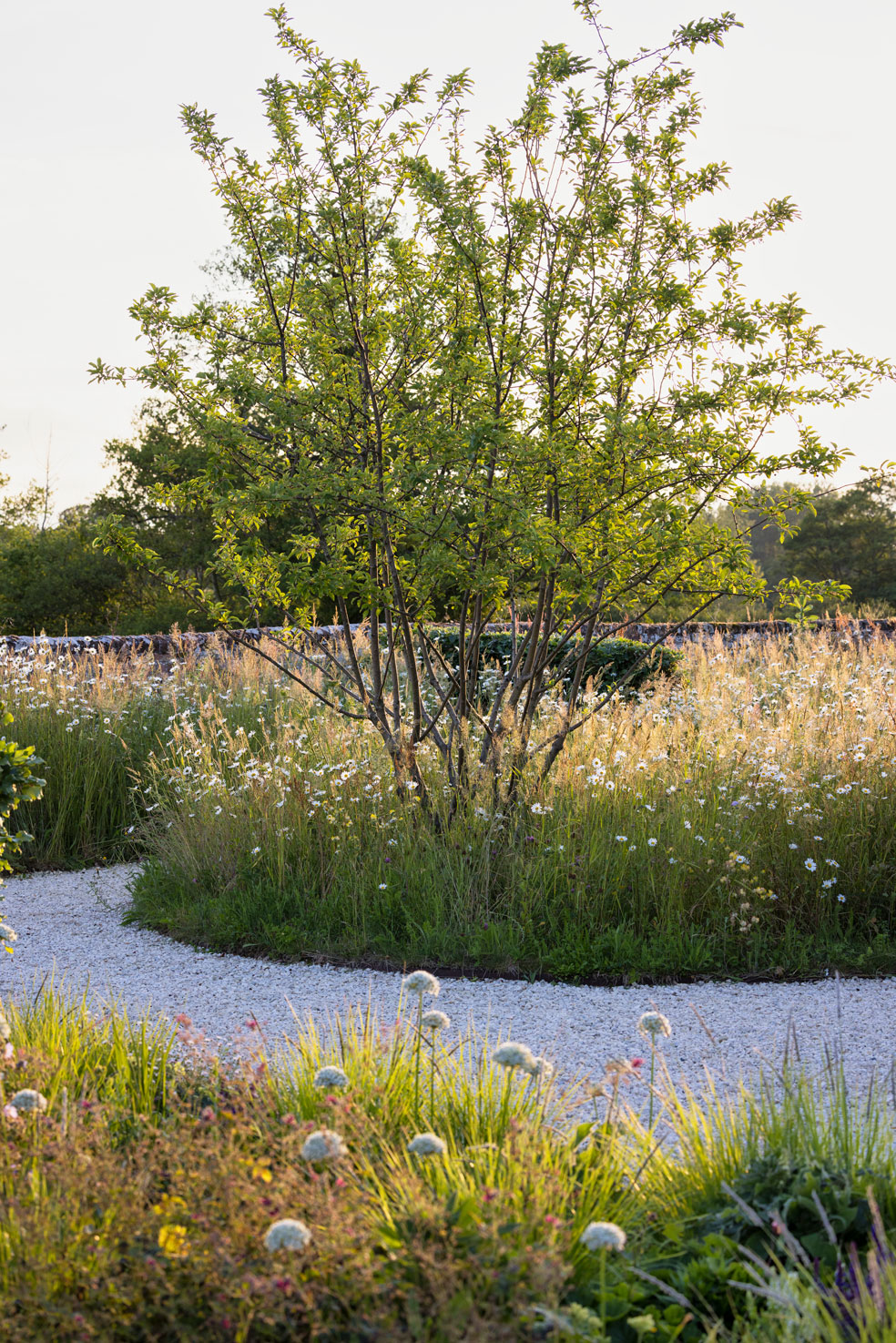 Colm Joseph suffolk garden naturalistic planting design wildflower meadow  multi-stem crabapple tree gravel path