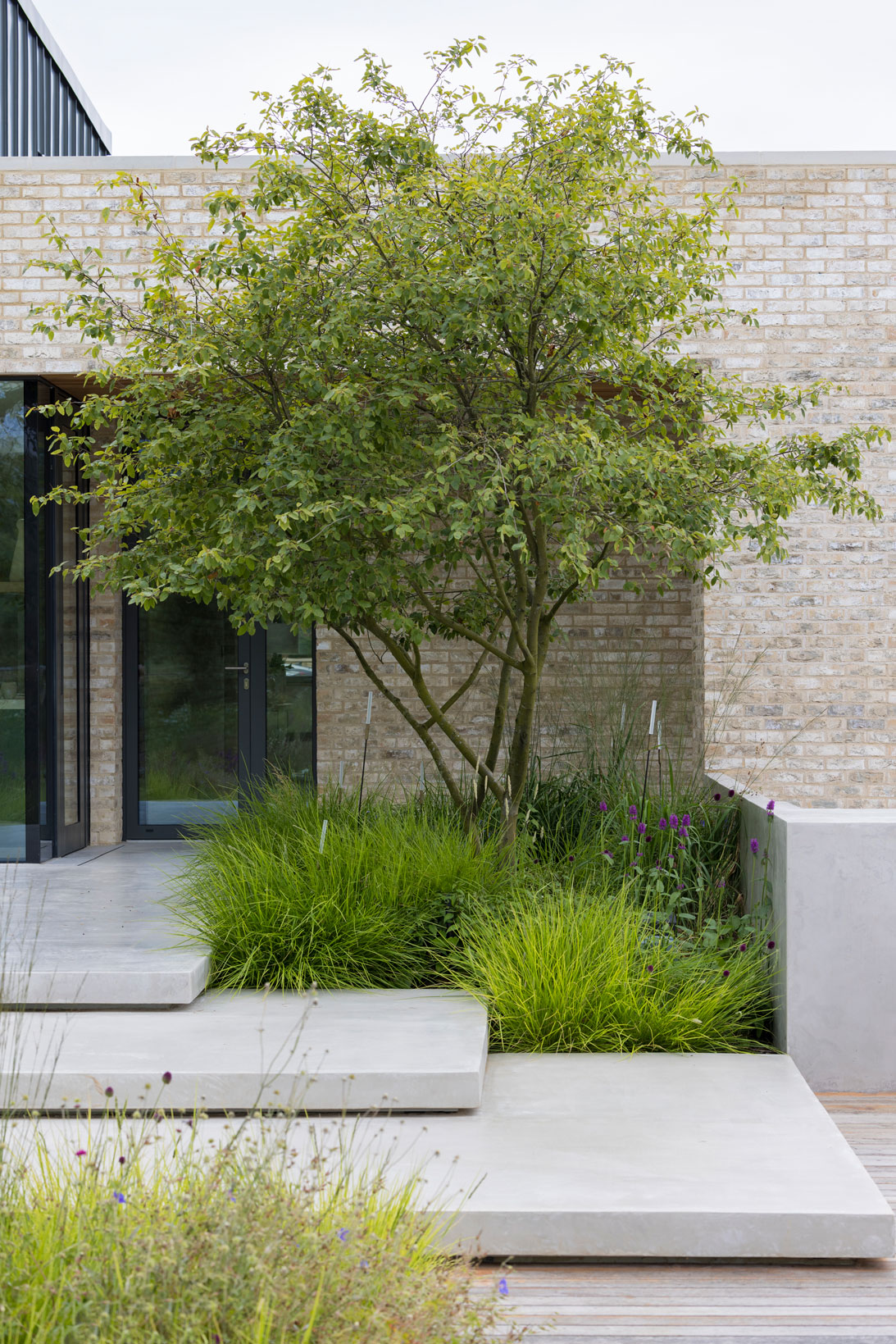 Colm Joseph modern country garden cambridgeshire amelanchier lamarckii tree floating concrete steps wall naturalistic planting design sesleria betonica