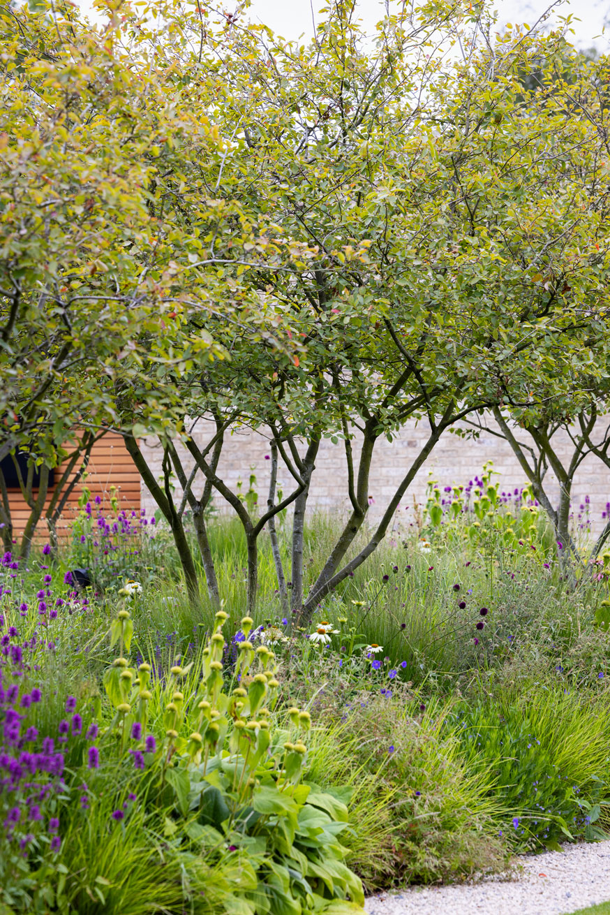 Colm Joseph modern country garden cambridgeshire multi-stem amelanchier naturalistic perennial design planting gravel path