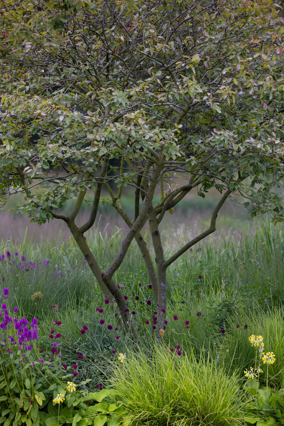 Colm Joseph modern country garden cambridgeshire naturalistic planting design amelanchier lamarckii tree sesleria knautia betonica primula