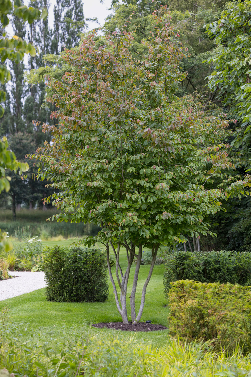 Colm Joseph modern country garden cambridgeshire naturalistic planting taxus hedge blocks multi-stem parrotia persica tree