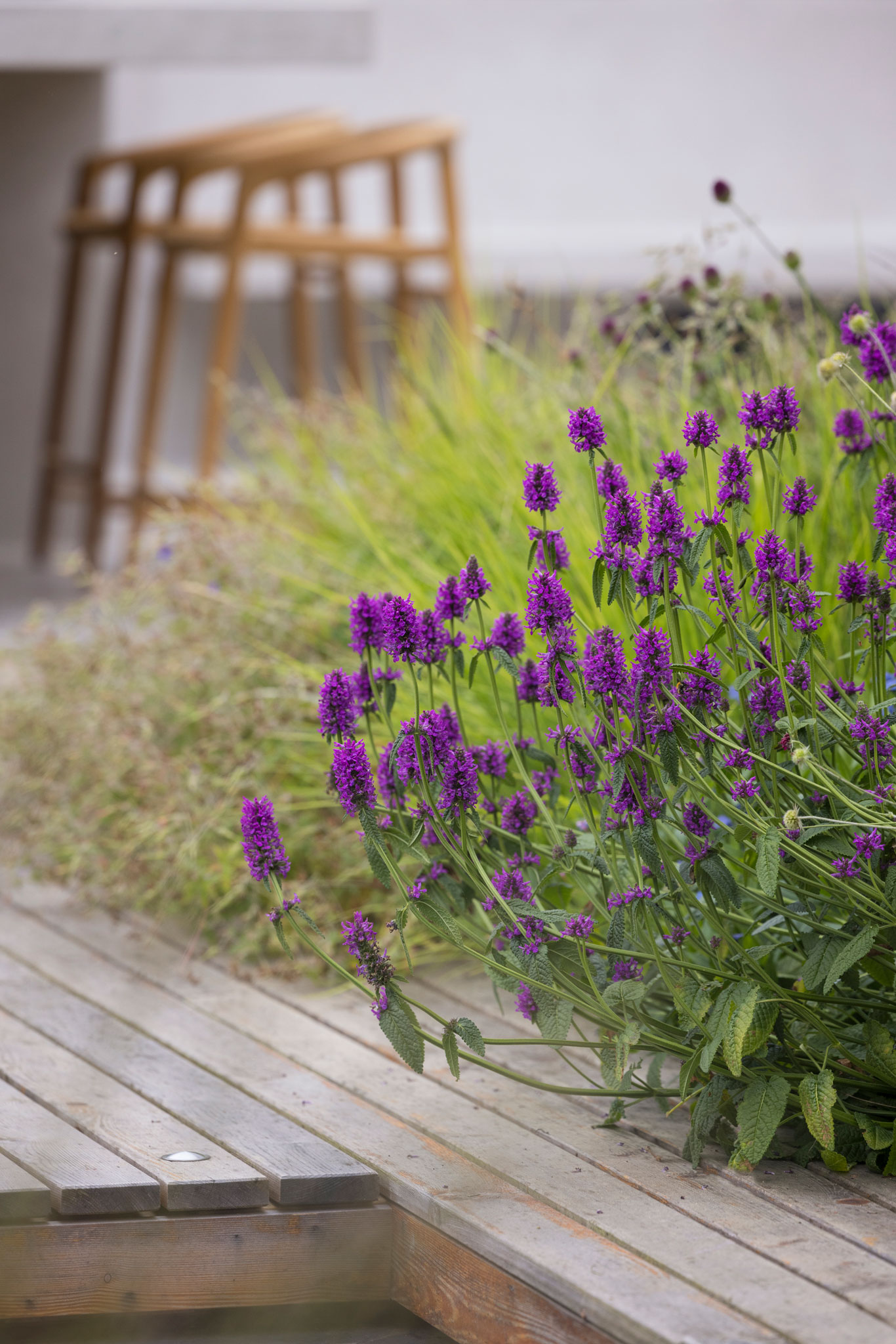 Colm Joseph modern country garden cambridgeshire planting design details timber deck betonica hummelo sesleria autumnalis