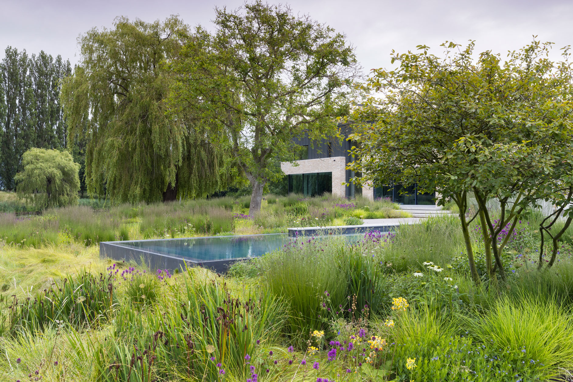 Colm Joseph modern country garden cambridgeshire swimming pool in naturalistic planting design multi-stem amelanchier molinia sesleria iris-1