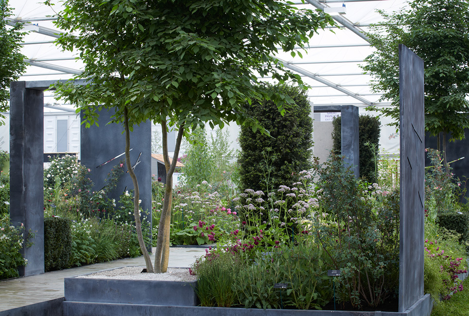 Colm Joseph Gardens - modern rose garden RHS Chelsea Flower Show contemporary garden designer