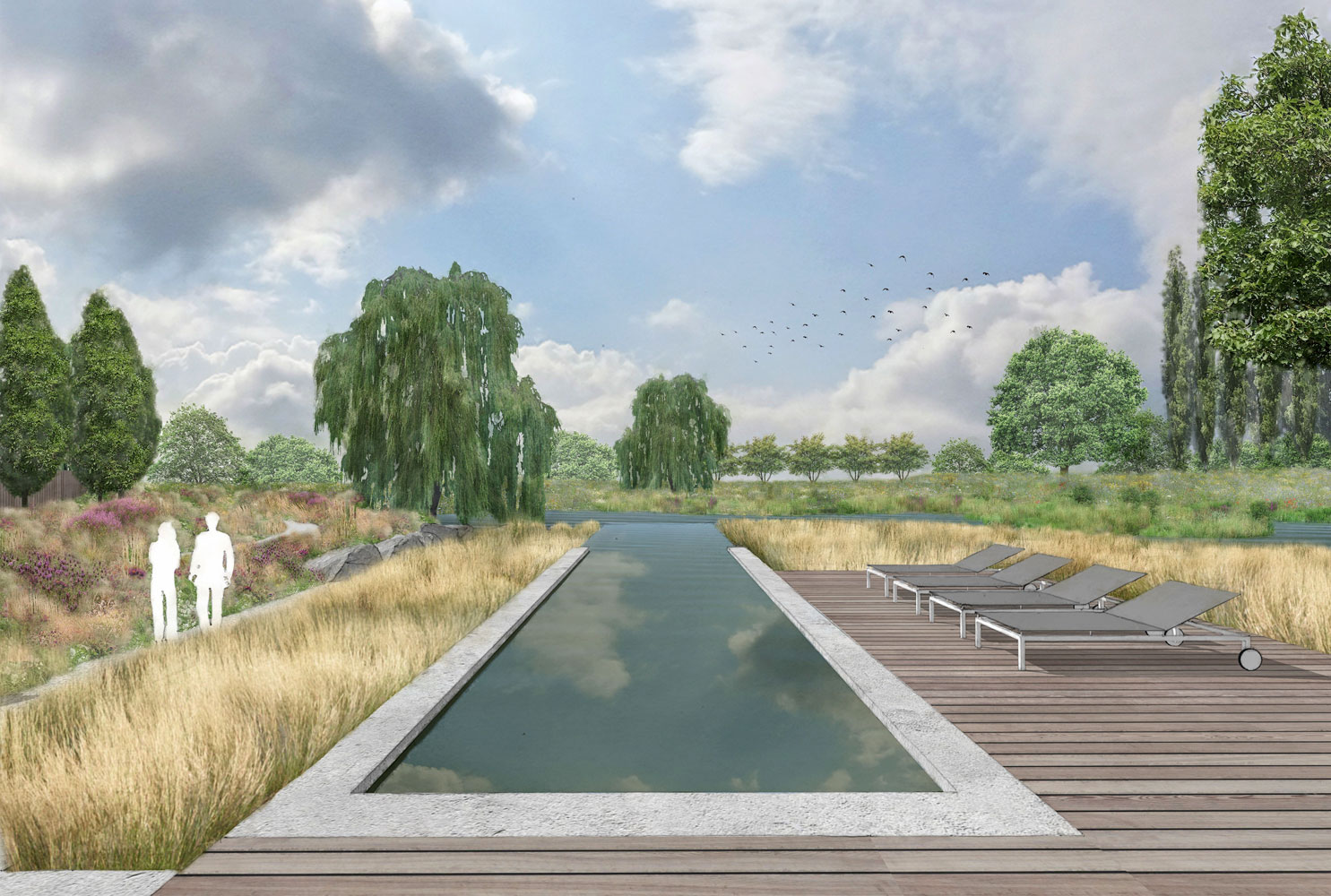 Colm Joseph Gardens - modern cambridgeshire landscape swimming pool naturalistic planting design